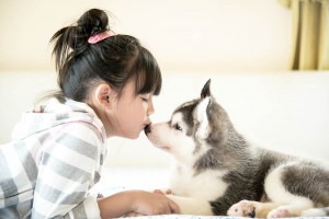 Little asian girl kissing a siberian husky puppy on bed